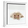 Two Golden Retriever Puppies. 6 Weeks Old, Lying Side by Side-Jane Burton-Framed Photographic Print