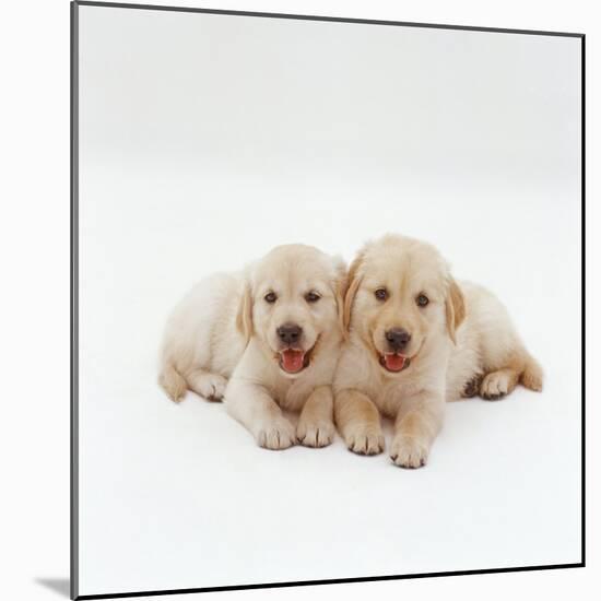 Two Golden Retriever Puppies. 6 Weeks Old, Lying Side by Side-Jane Burton-Mounted Photographic Print