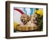 Two Golden Retriever Puppies Sitting in a Wooden Pail with a Beach Ball and Yellow Flowers-Zandria Muench Beraldo-Framed Photographic Print