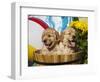 Two Golden Retriever Puppies Sitting in a Wooden Pail with a Beach Ball and Yellow Flowers-Zandria Muench Beraldo-Framed Photographic Print