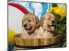 Two Golden Retriever Puppies Sitting in a Wooden Pail with a Beach Ball and Yellow Flowers-Zandria Muench Beraldo-Mounted Photographic Print