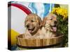 Two Golden Retriever Puppies Sitting in a Wooden Pail with a Beach Ball and Yellow Flowers-Zandria Muench Beraldo-Stretched Canvas