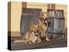 Two Golden Retrievers Next to Two Wooden Barrels on a Wooden Deck-Zandria Muench Beraldo-Stretched Canvas