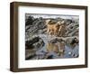 Two Golden Retrievers Playing with a Stick Next to a Tidal Pool at a Beach-Zandria Muench Beraldo-Framed Photographic Print