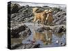 Two Golden Retrievers Playing with a Stick Next to a Tidal Pool at a Beach-Zandria Muench Beraldo-Stretched Canvas