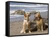 Two Golden Retrievers Sitting Together on a Beach in California, USA-Zandria Muench Beraldo-Framed Stretched Canvas