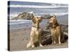 Two Golden Retrievers Sitting Together on a Beach in California, USA-Zandria Muench Beraldo-Stretched Canvas