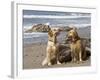 Two Golden Retrievers Sitting Together on a Beach in California, USA-Zandria Muench Beraldo-Framed Photographic Print