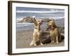 Two Golden Retrievers Sitting Together on a Beach in California, USA-Zandria Muench Beraldo-Framed Photographic Print