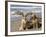 Two Golden Retrievers Sitting Together on a Beach in California, USA-Zandria Muench Beraldo-Framed Photographic Print