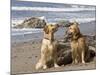 Two Golden Retrievers Sitting Together on a Beach in California, USA-Zandria Muench Beraldo-Mounted Photographic Print