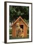 Two Golden Retrievers-DLILLC-Framed Photographic Print