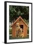 Two Golden Retrievers-DLILLC-Framed Photographic Print