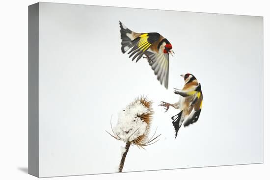Two Goldfinches (Carduelis Carduelis) Squabbling over Common Teasel Seeds, Cambridgeshire, UK-Mark Hamblin-Stretched Canvas