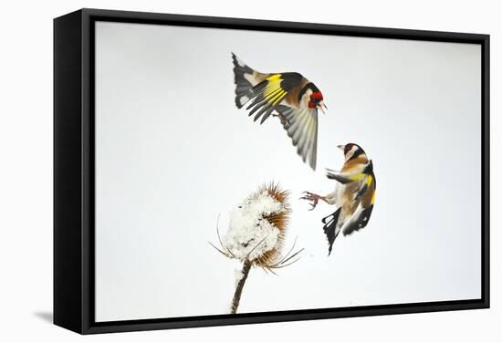 Two Goldfinches (Carduelis Carduelis) Squabbling over Common Teasel Seeds, Cambridgeshire, UK-Mark Hamblin-Framed Stretched Canvas