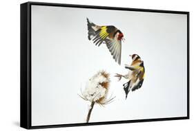 Two Goldfinches (Carduelis Carduelis) Squabbling over Common Teasel Seeds, Cambridgeshire, UK-Mark Hamblin-Framed Stretched Canvas