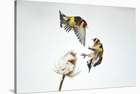 Two Goldfinches (Carduelis Carduelis) Squabbling over Common Teasel Seeds, Cambridgeshire, UK-Mark Hamblin-Stretched Canvas