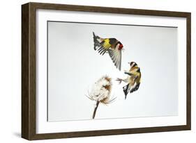 Two Goldfinches (Carduelis Carduelis) Squabbling over Common Teasel Seeds, Cambridgeshire, UK-Mark Hamblin-Framed Photographic Print