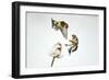 Two Goldfinches (Carduelis Carduelis) Squabbling over Common Teasel Seeds, Cambridgeshire, UK-Mark Hamblin-Framed Photographic Print