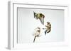 Two Goldfinches (Carduelis Carduelis) Squabbling over Common Teasel Seeds, Cambridgeshire, UK-Mark Hamblin-Framed Photographic Print