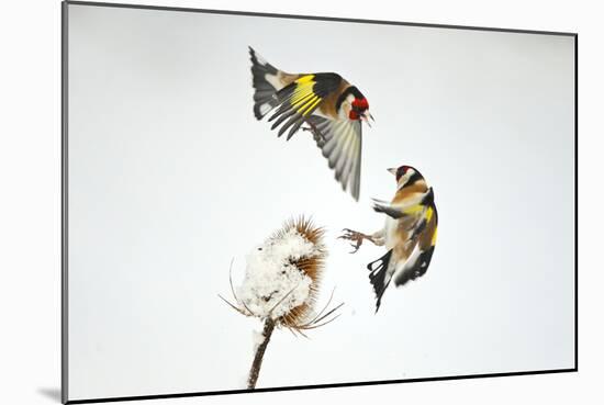 Two Goldfinches (Carduelis Carduelis) Squabbling over Common Teasel Seeds, Cambridgeshire, UK-Mark Hamblin-Mounted Photographic Print