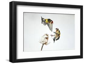 Two Goldfinches (Carduelis Carduelis) Squabbling over Common Teasel Seeds, Cambridgeshire, UK-Mark Hamblin-Framed Photographic Print