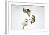 Two Goldfinches (Carduelis Carduelis) Squabbling over Common Teasel Seeds, Cambridgeshire, UK-Mark Hamblin-Framed Photographic Print