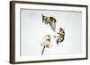 Two Goldfinches (Carduelis Carduelis) Squabbling over Common Teasel Seeds, Cambridgeshire, UK-Mark Hamblin-Framed Photographic Print