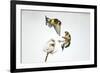 Two Goldfinches (Carduelis Carduelis) Squabbling over Common Teasel Seeds, Cambridgeshire, UK-Mark Hamblin-Framed Photographic Print