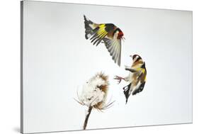 Two Goldfinches (Carduelis Carduelis) Squabbling over Common Teasel Seeds, Cambridgeshire, UK-Mark Hamblin-Stretched Canvas