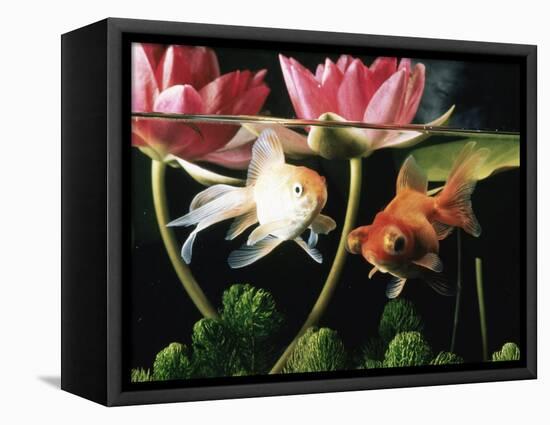 Two Goldfish (Carassius Auratus) with Waterlilies, UK-Jane Burton-Framed Stretched Canvas