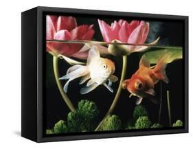 Two Goldfish (Carassius Auratus) with Waterlilies, UK-Jane Burton-Framed Stretched Canvas