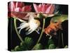 Two Goldfish (Carassius Auratus) with Waterlilies, UK-Jane Burton-Stretched Canvas