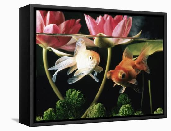 Two Goldfish (Carassius Auratus) with Waterlilies, UK-Jane Burton-Framed Stretched Canvas