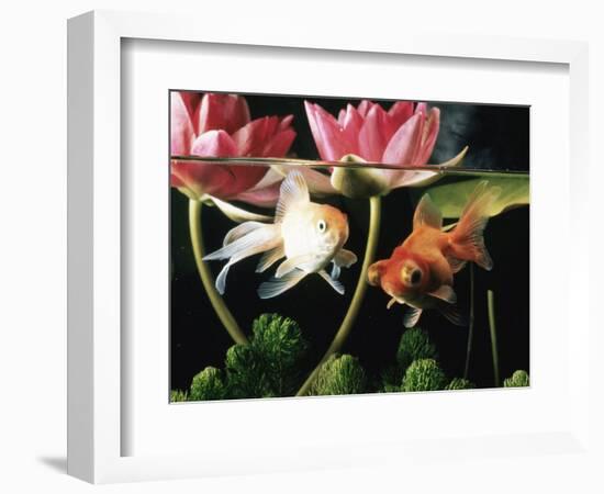 Two Goldfish (Carassius Auratus) with Waterlilies, UK-Jane Burton-Framed Premium Photographic Print