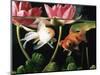 Two Goldfish (Carassius Auratus) with Waterlilies, UK-Jane Burton-Mounted Premium Photographic Print