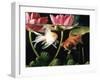 Two Goldfish (Carassius Auratus) with Waterlilies, UK-Jane Burton-Framed Premium Photographic Print