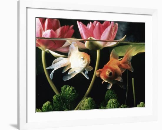 Two Goldfish (Carassius Auratus) with Waterlilies, UK-Jane Burton-Framed Photographic Print