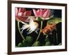 Two Goldfish (Carassius Auratus) with Waterlilies, UK-Jane Burton-Framed Photographic Print