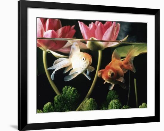 Two Goldfish (Carassius Auratus) with Waterlilies, UK-Jane Burton-Framed Photographic Print