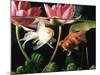 Two Goldfish (Carassius Auratus) with Waterlilies, UK-Jane Burton-Mounted Photographic Print