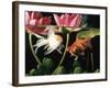 Two Goldfish (Carassius Auratus) with Waterlilies, UK-Jane Burton-Framed Photographic Print