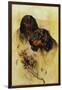 Two Gordon Setters (Oil on Canvas)-Arthur Wardle-Framed Giclee Print