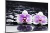 Two Gorgeous Orchid on Stones Reflection-crystalfoto-Mounted Photographic Print