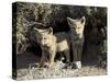 Two Gray Fox Pups at Den Entrance, Torres Del Paine, Chile, South America-James Hager-Stretched Canvas