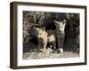 Two Gray Fox Pups at Den Entrance, Torres Del Paine, Chile, South America-James Hager-Framed Photographic Print