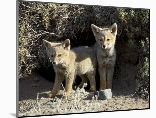 Two Gray Fox Pups at Den Entrance, Torres Del Paine, Chile, South America-James Hager-Mounted Photographic Print