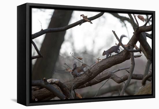 Two Gray Squirrels Meet Face to Face on a Fallen Tree Branch on a Winter Morning-Alex Saberi-Framed Stretched Canvas