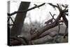 Two Gray Squirrels Meet Face to Face on a Fallen Tree Branch on a Winter Morning-Alex Saberi-Stretched Canvas