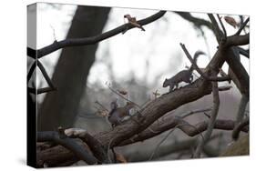 Two Gray Squirrels Meet Face to Face on a Fallen Tree Branch on a Winter Morning-Alex Saberi-Stretched Canvas